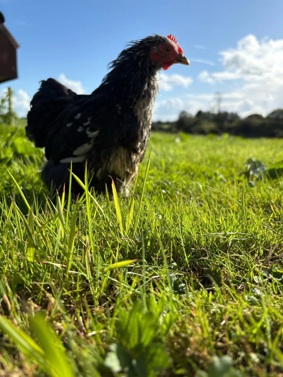Pekin cocks x3 - Image 1