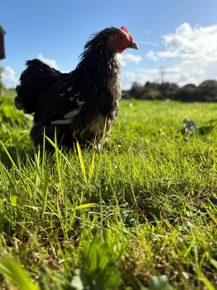 Pekin cocks x3 - Image 2