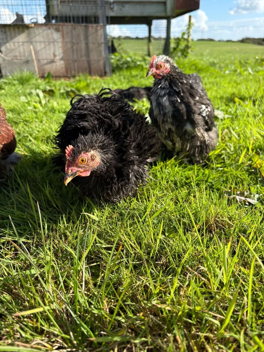 Pekin cocks x3 - Image 3