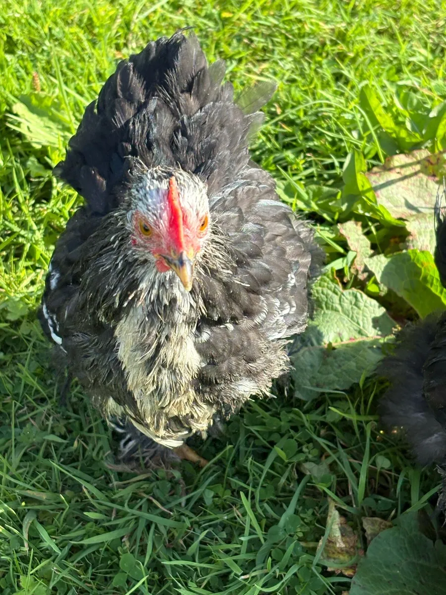 Pekin cocks x3 - Image 4