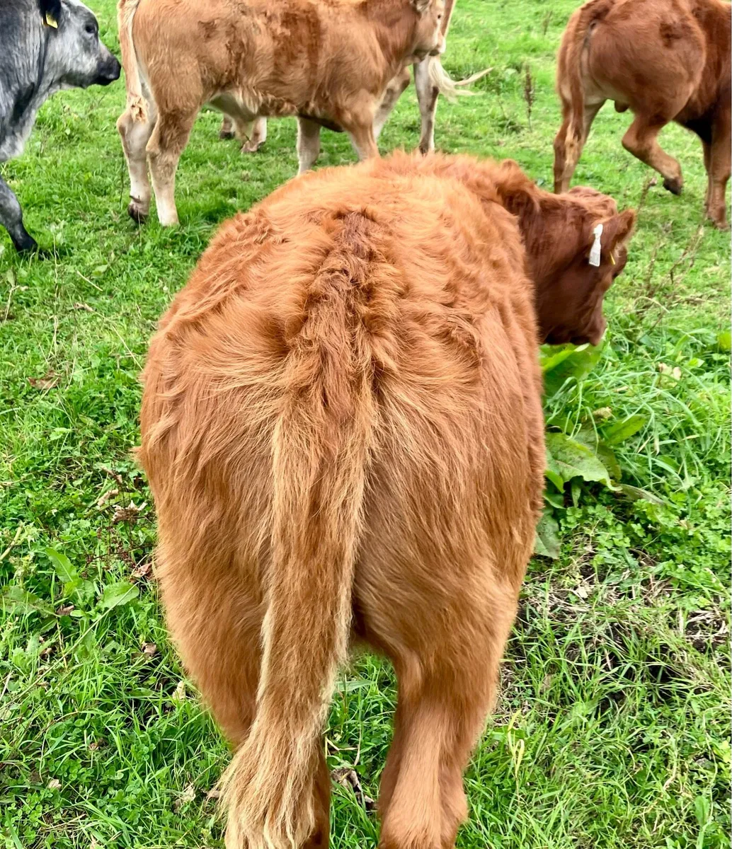 Organic cows and calves - Image 1