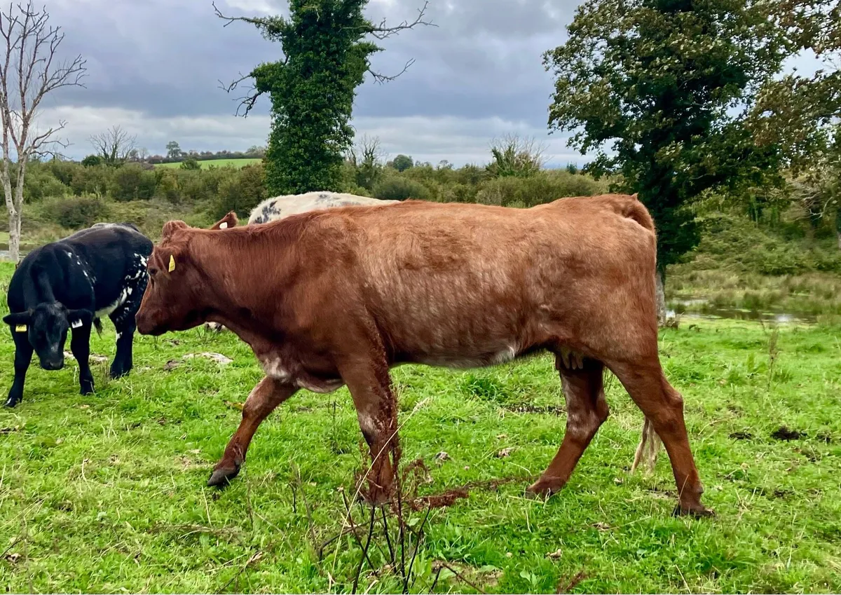 Organic cows and calves - Image 2