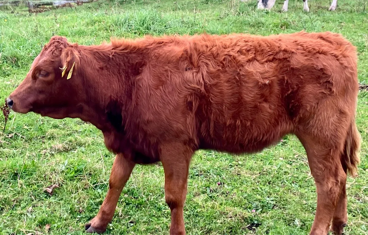Organic cows and calves - Image 3