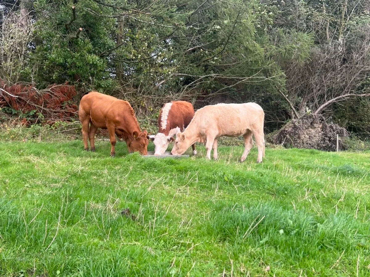 4 heifers - Image 1