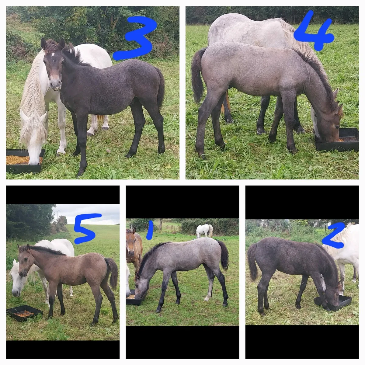 Connemara foals - Image 1