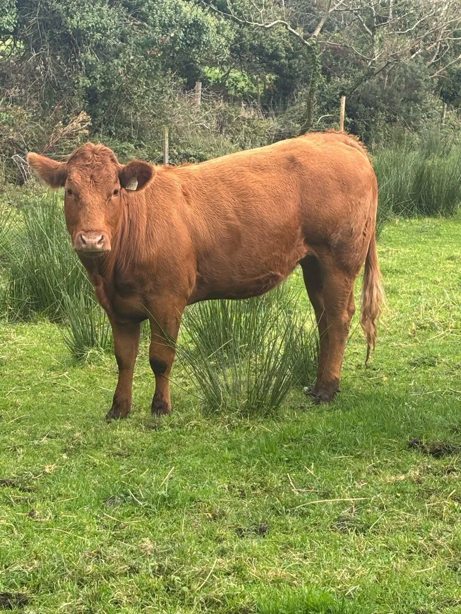 4 heifers - Image 2