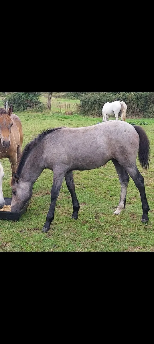 Connemara foals - Image 2