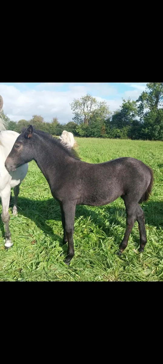 Connemara foals - Image 4