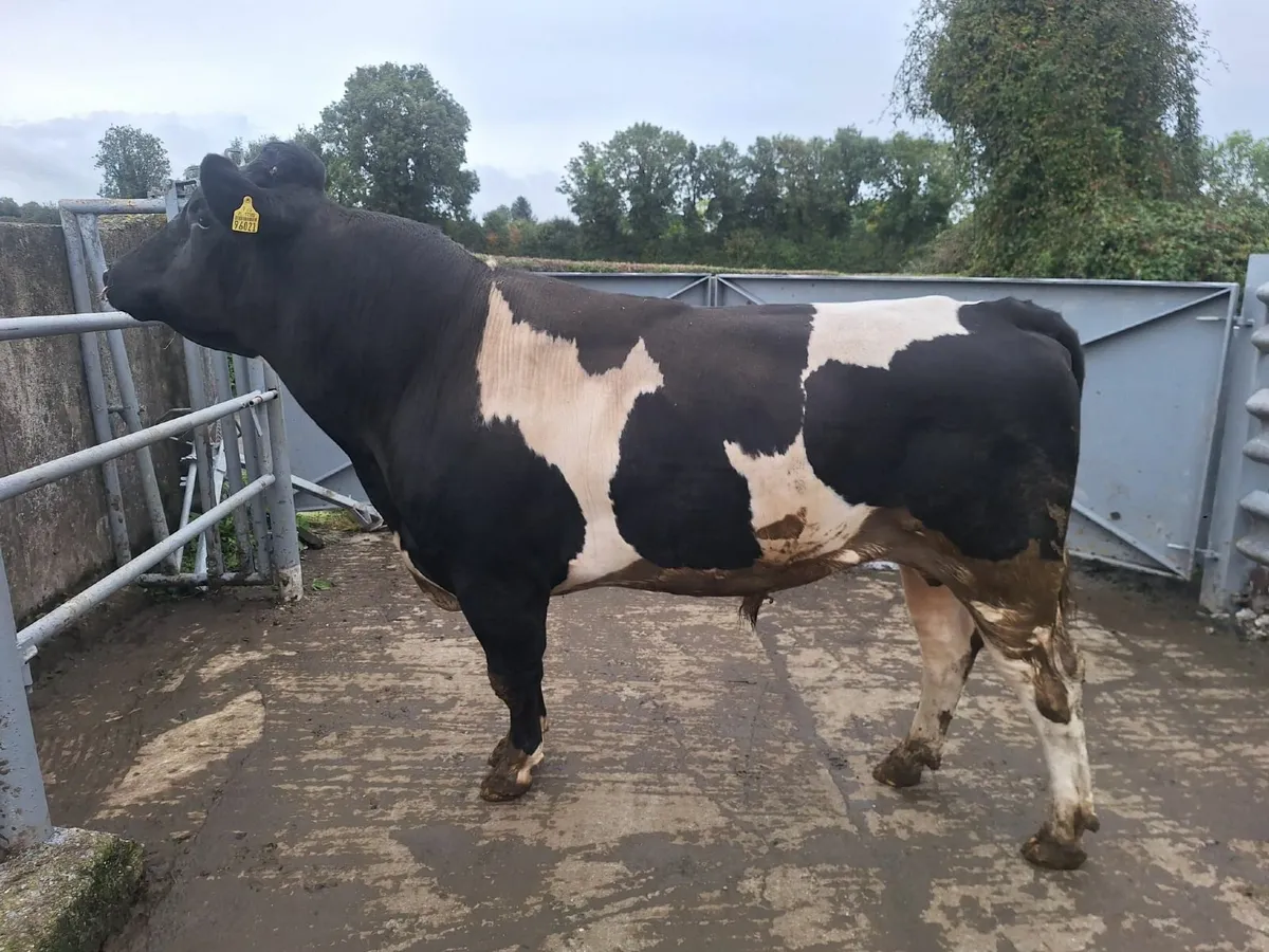 British Friesian Bull - Image 1