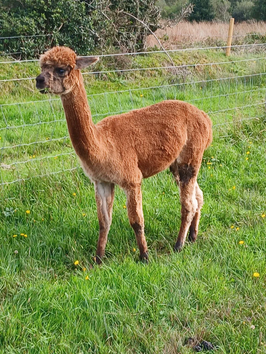 Alpacas - Image 3