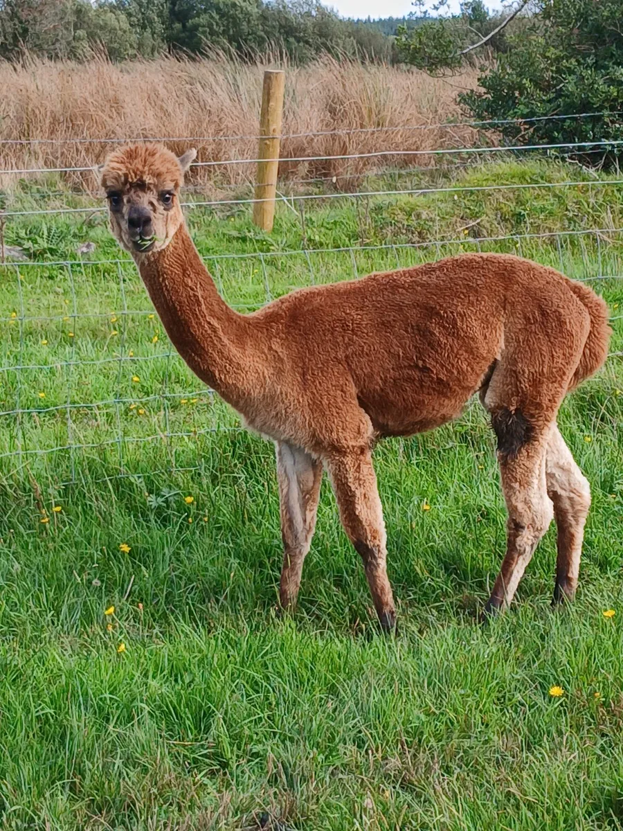 Alpacas - Image 4