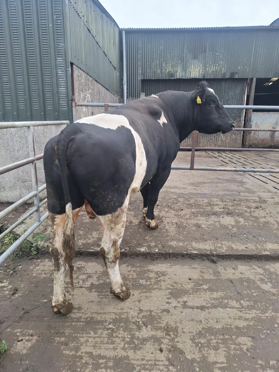 British Friesian Bull - Image 2