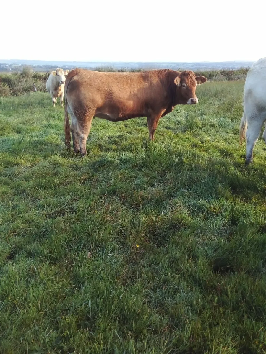 In-Calf Heifers - Image 2