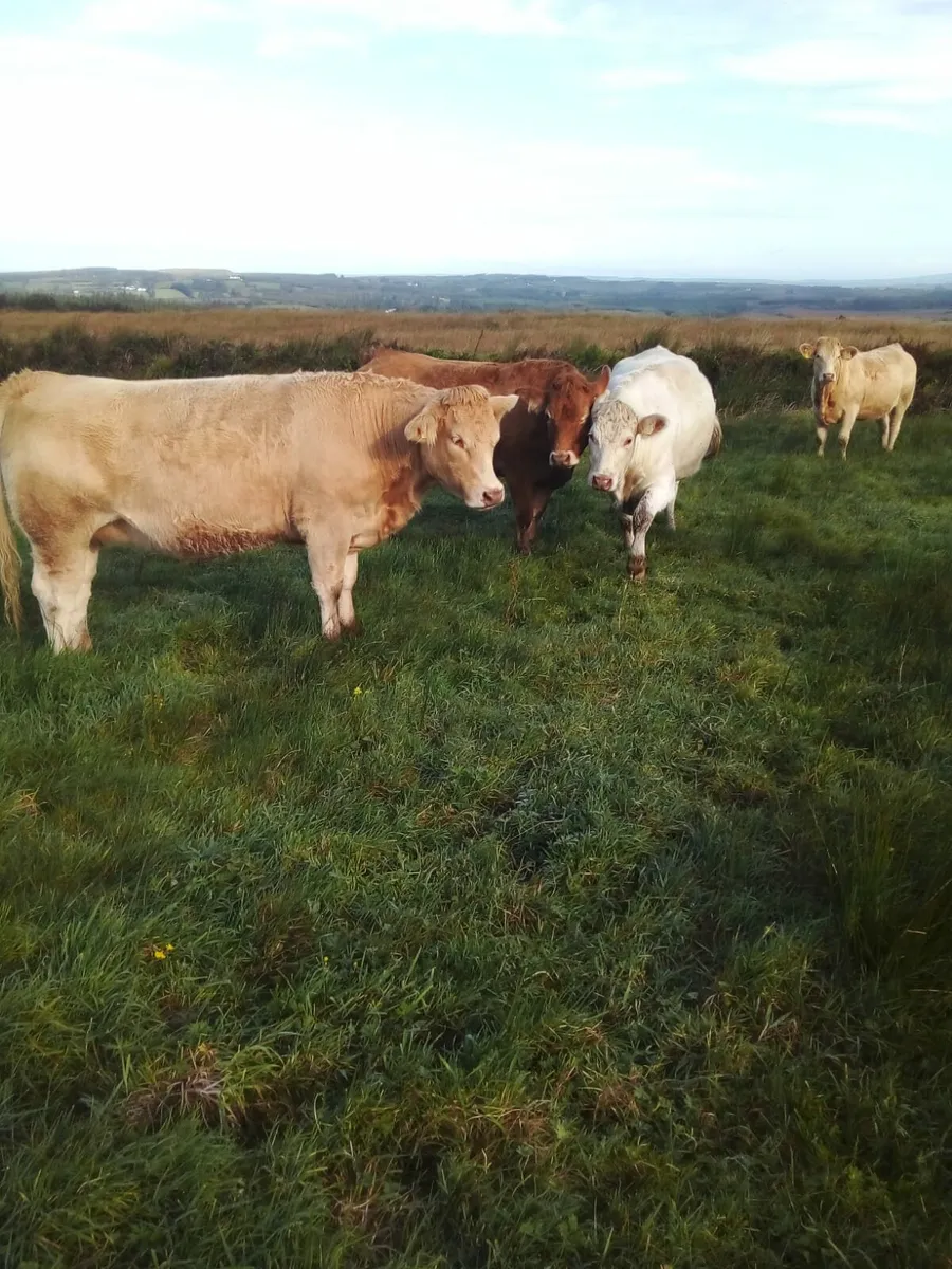 In-Calf Heifers - Image 3
