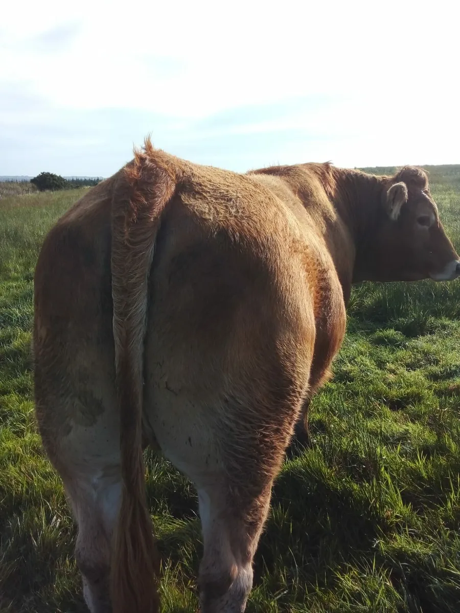 In-Calf Heifers - Image 4