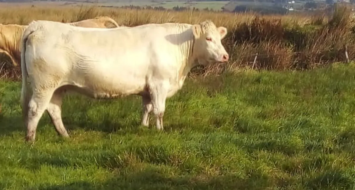 In-Calf Heifers - Image 1