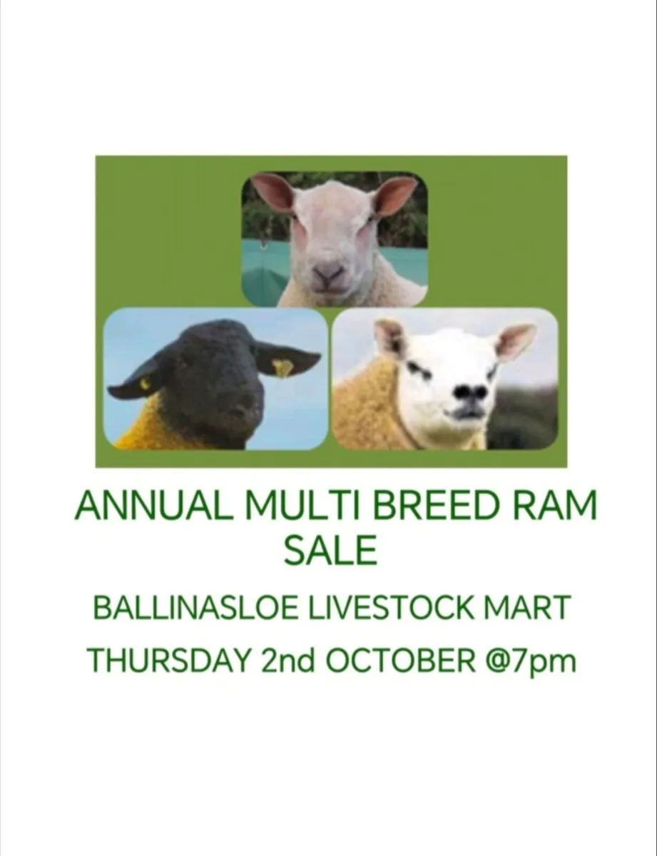 Multi Breed Pedigree Registered Ram Sale