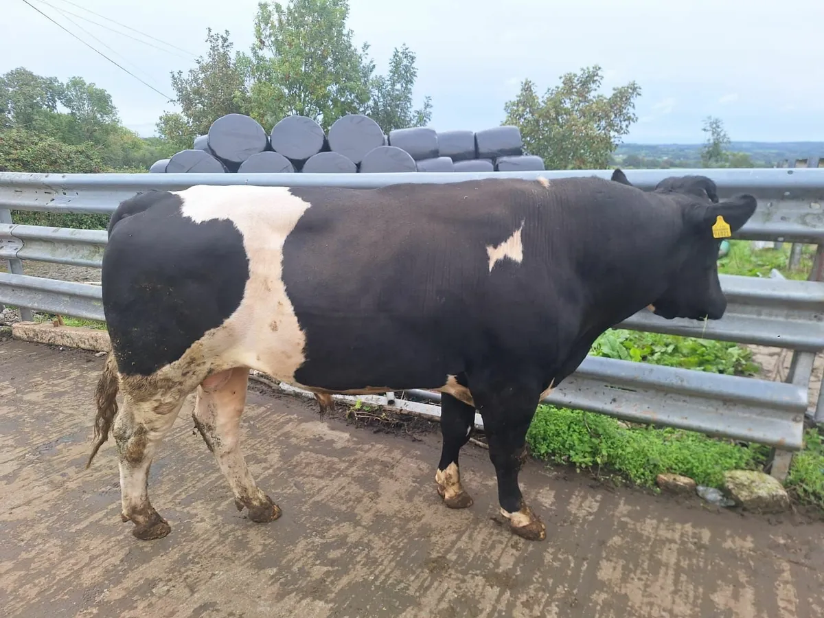 British Friesian Bull - Image 3