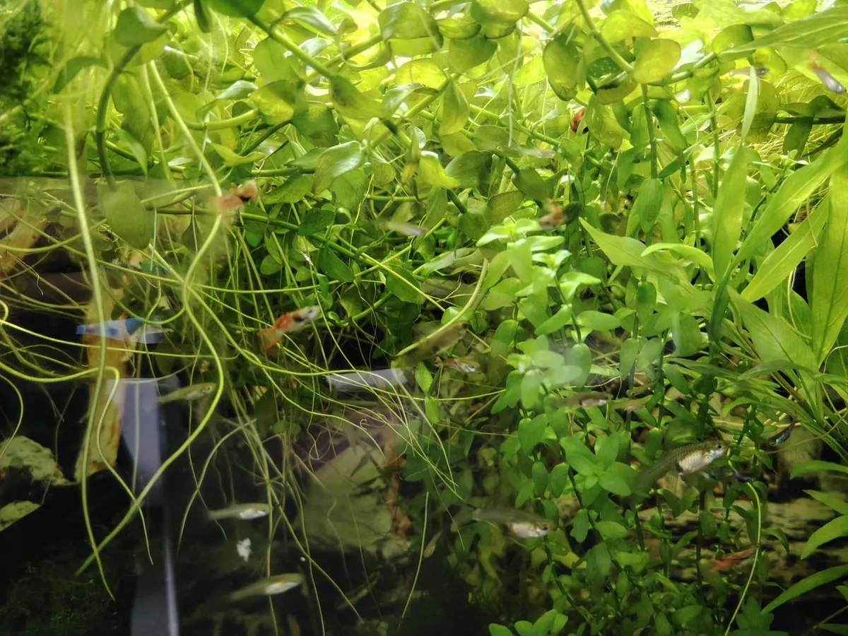 Aquarium Aquael 200L - Image 2