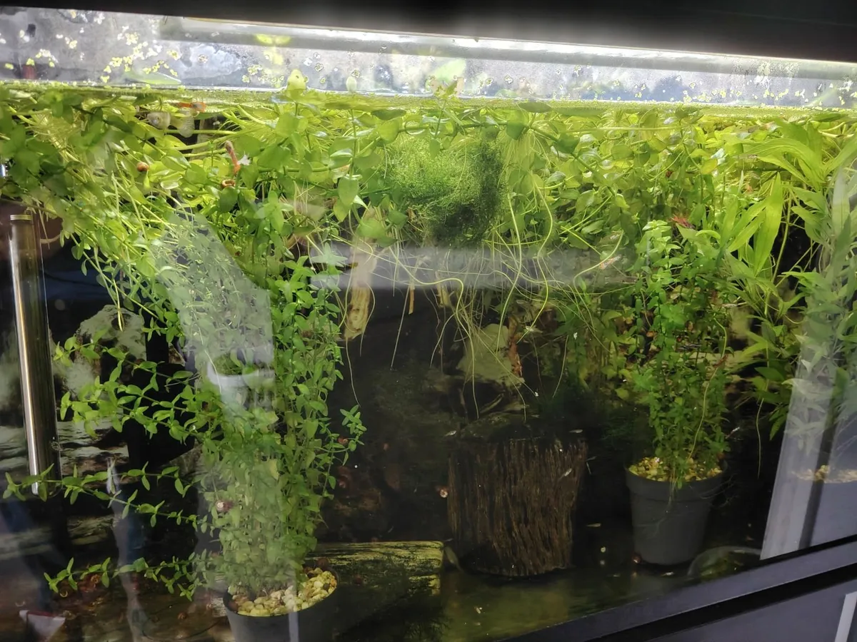 Aquarium Aquael 200L - Image 4