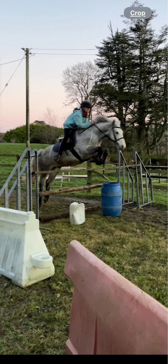 Bombproof 8yo Glencarrig Knight gelding - Image 2