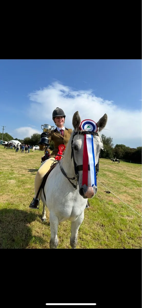 Bombproof 8yo Glencarrig Knight gelding - Image 3