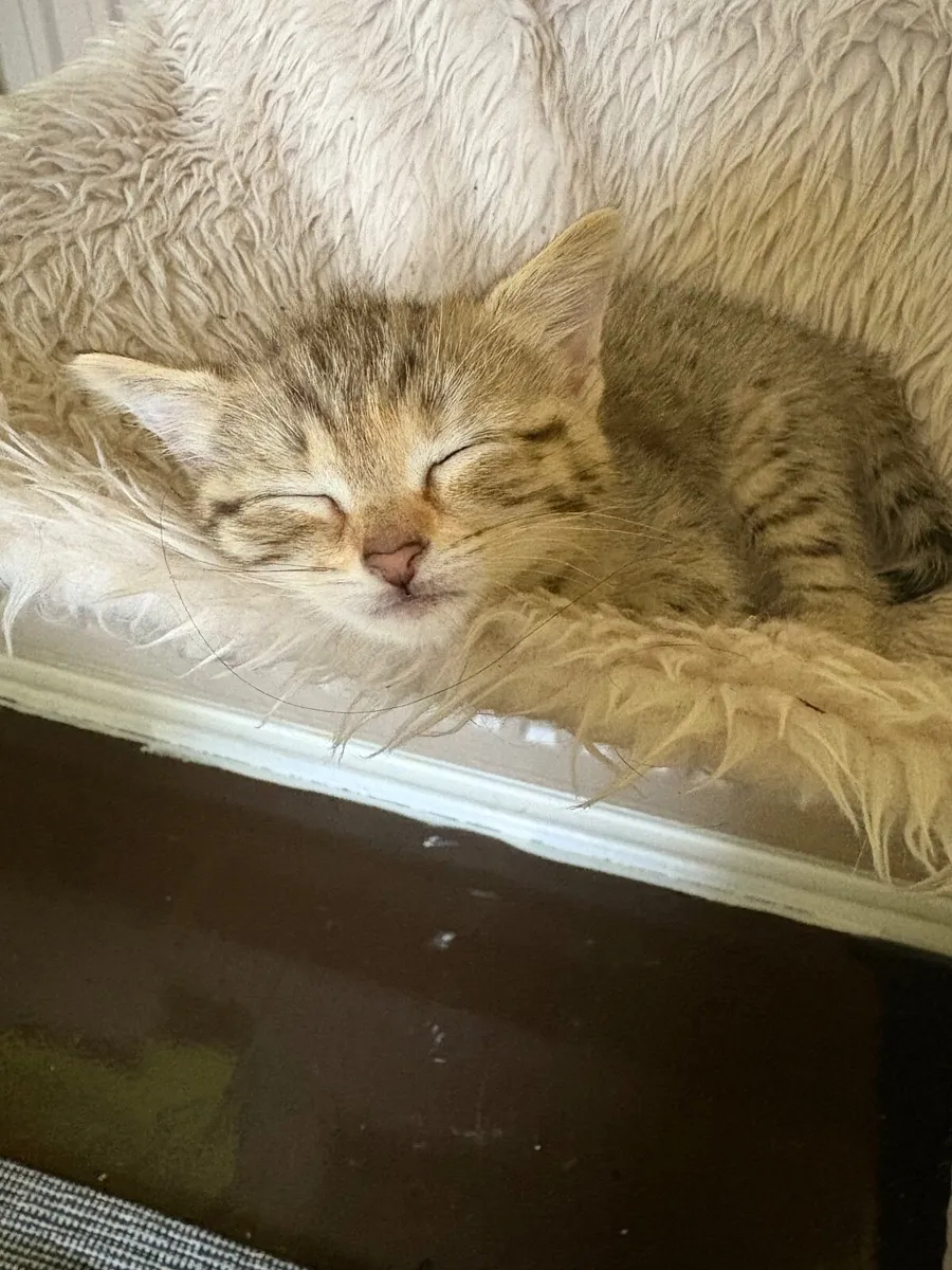 Kitten - Image 2