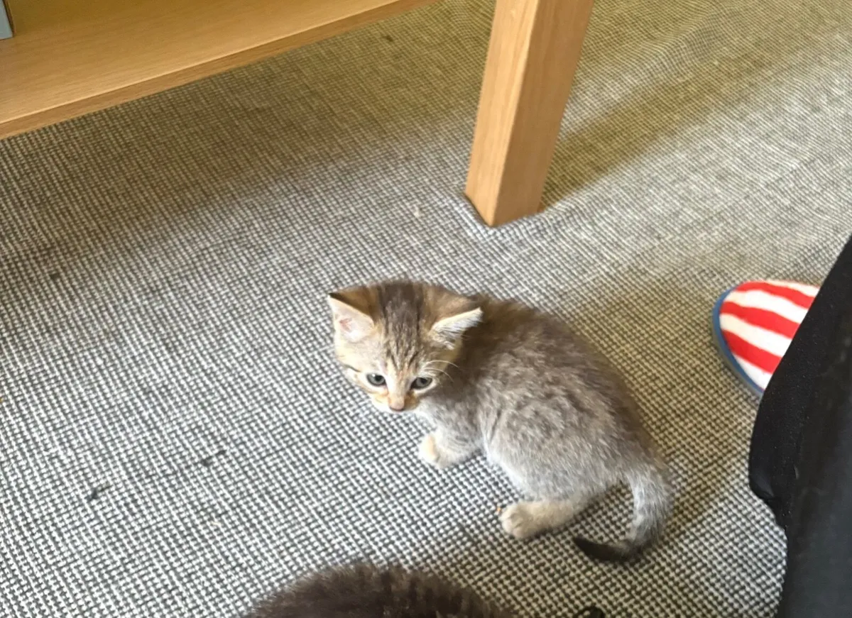 Kitten - Image 3