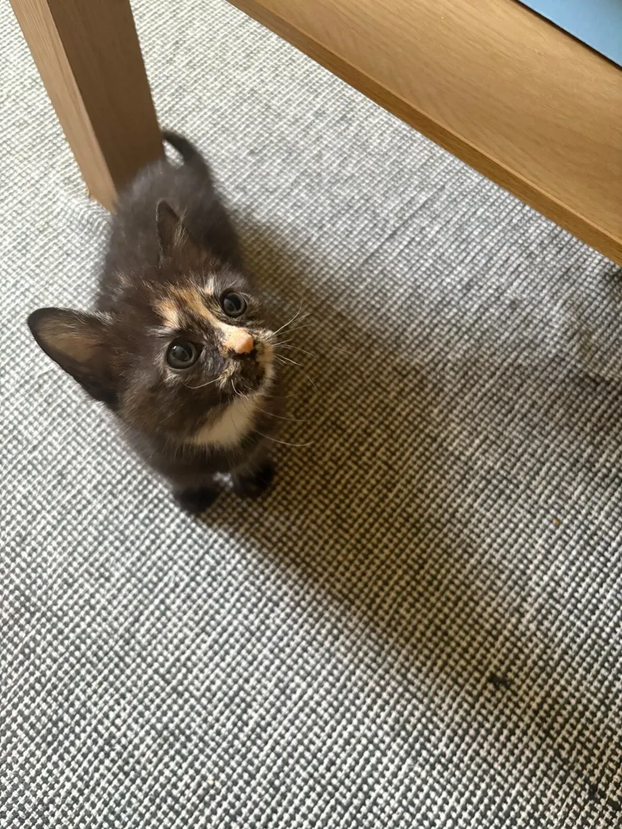 Kitten - Image 4