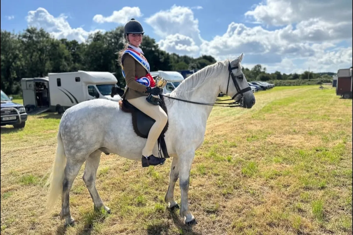 Bombproof 8yo Glencarrig Knight gelding - Image 1