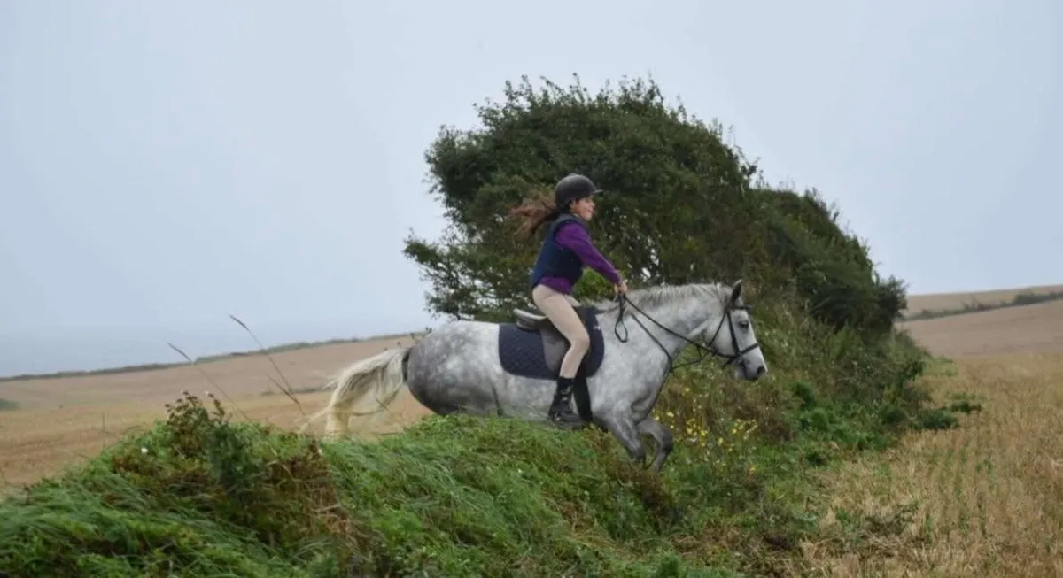 Bombproof 8yo Glencarrig Knight gelding - Image 4