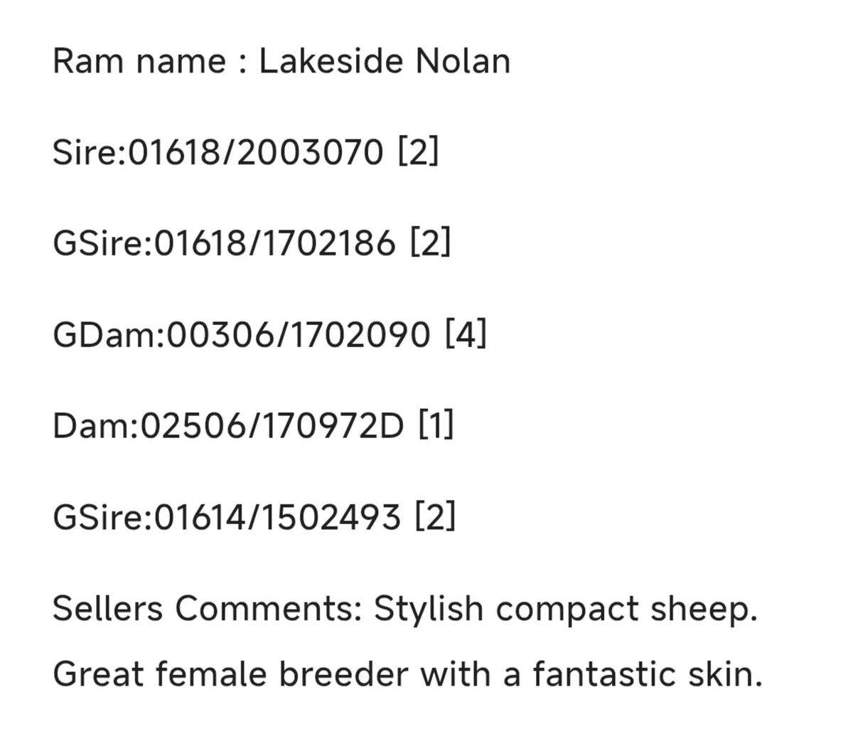 Pedigree Lleyn Hogget Ram - Image 4