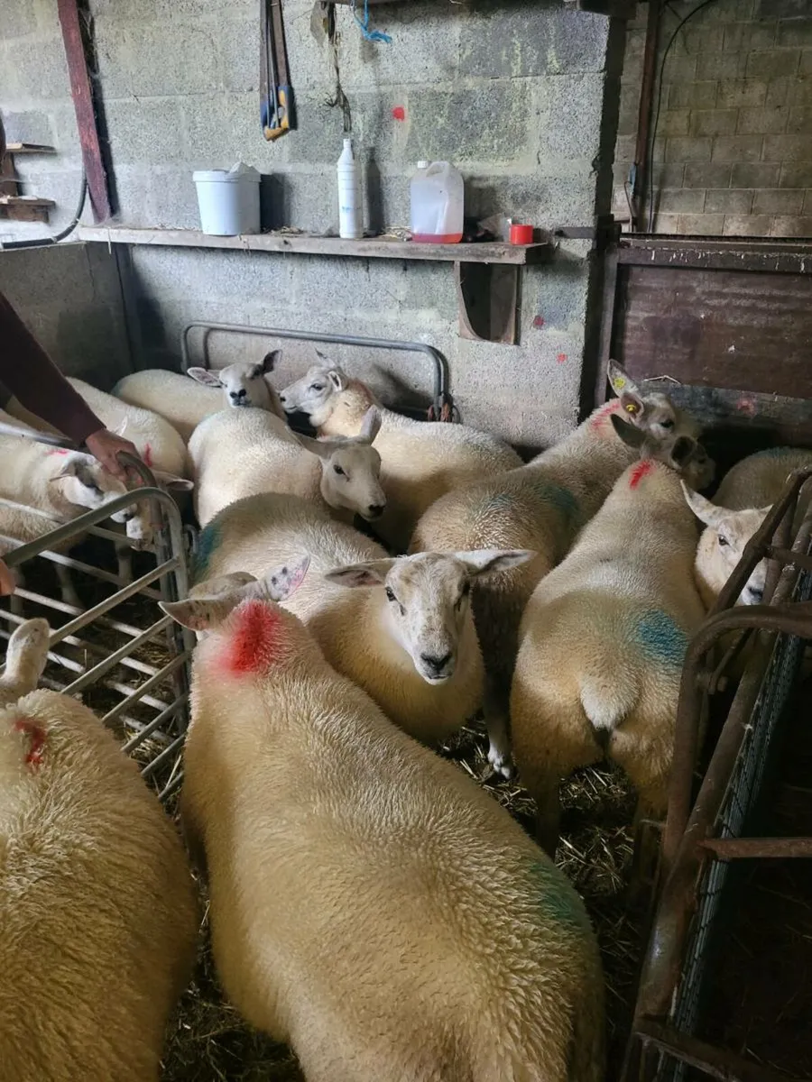 TEXEL EWE LAMBS - Image 2