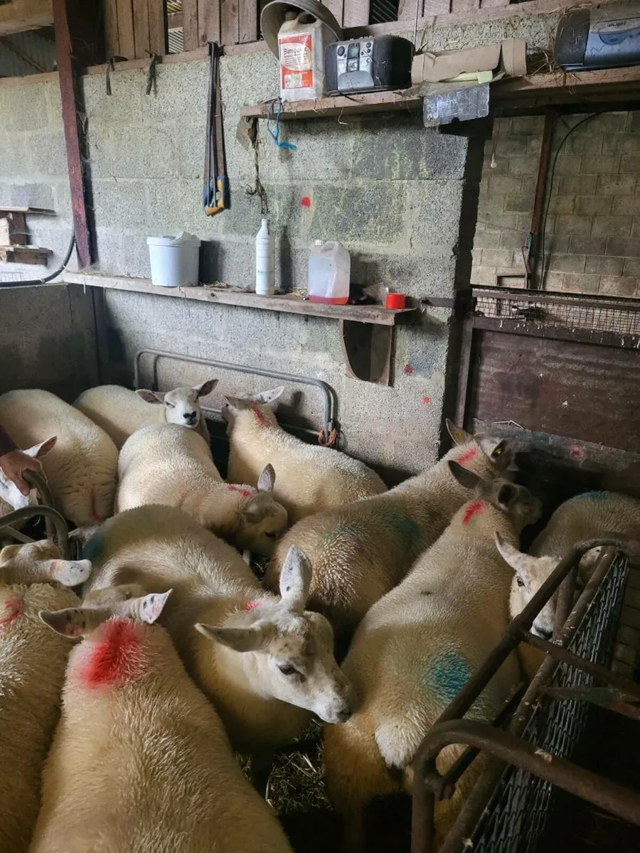 TEXEL EWE LAMBS - Image 3