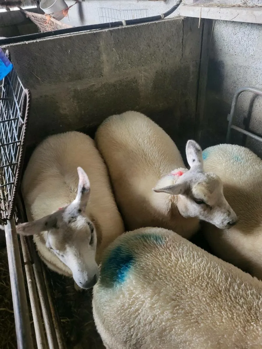 TEXEL EWE LAMBS - Image 4