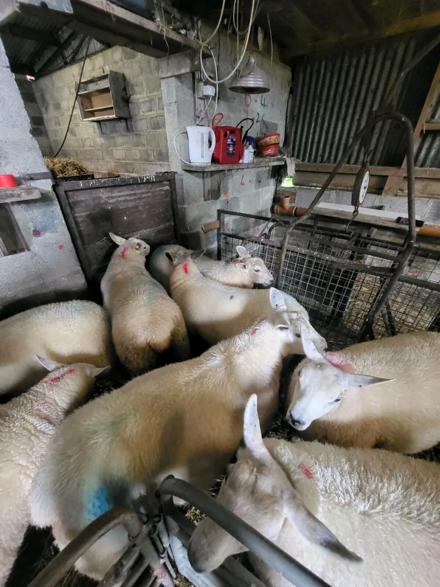 TEXEL EWE LAMBS - Image 1