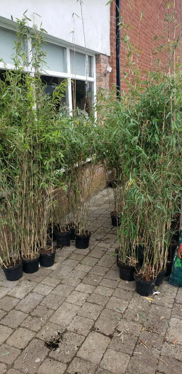 Bamboos plants.  Delivery available - Image 2