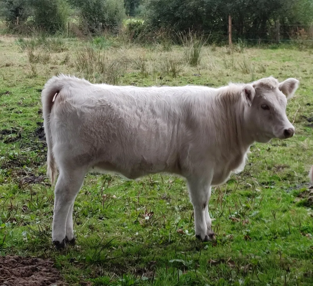 Weanling heifer calf - Image 1