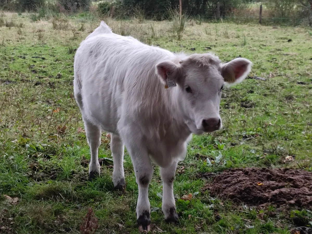 Weanling heifer calf - Image 2