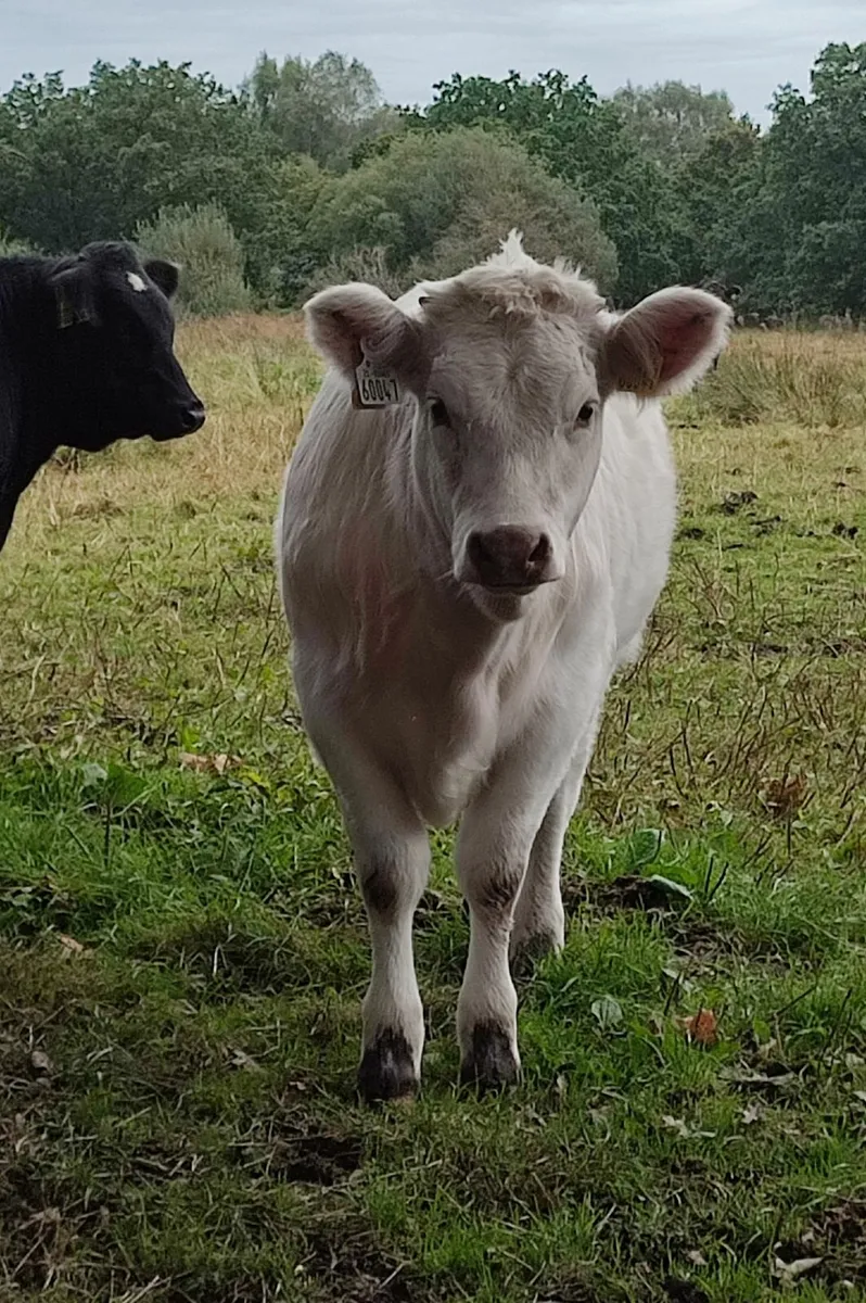 Weanling heifer calf - Image 3