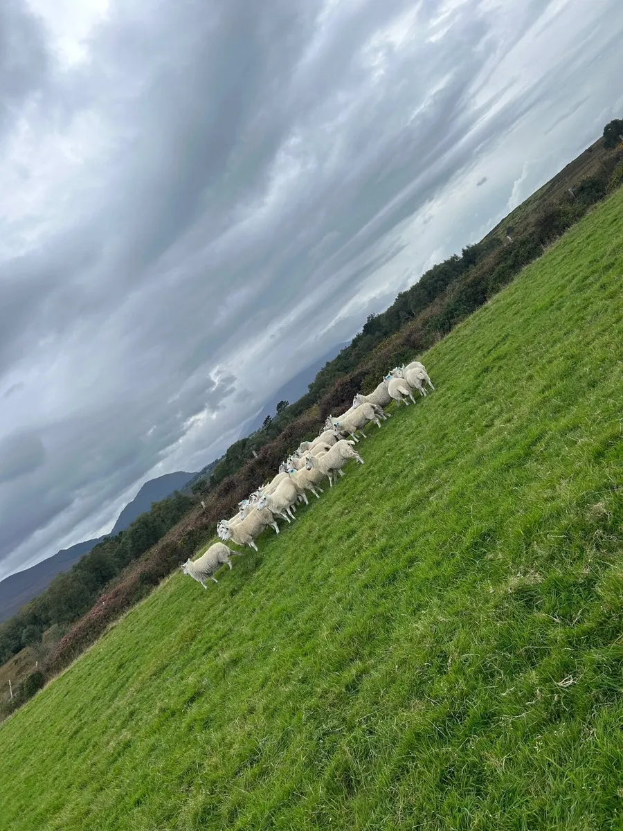 Texel hogget ewes - Image 1