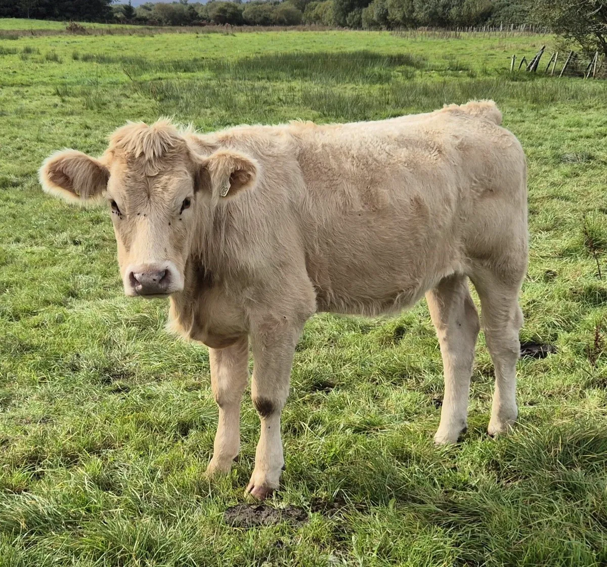 5 Star Heifers - Image 2