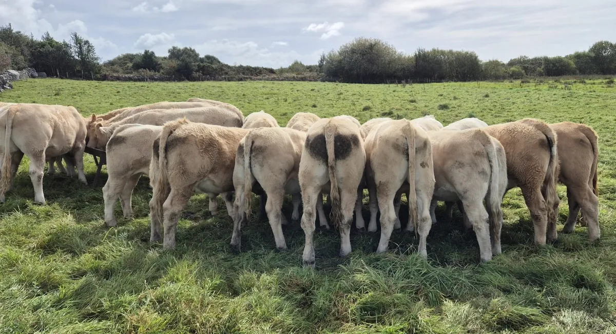 5 Star Heifers - Image 3