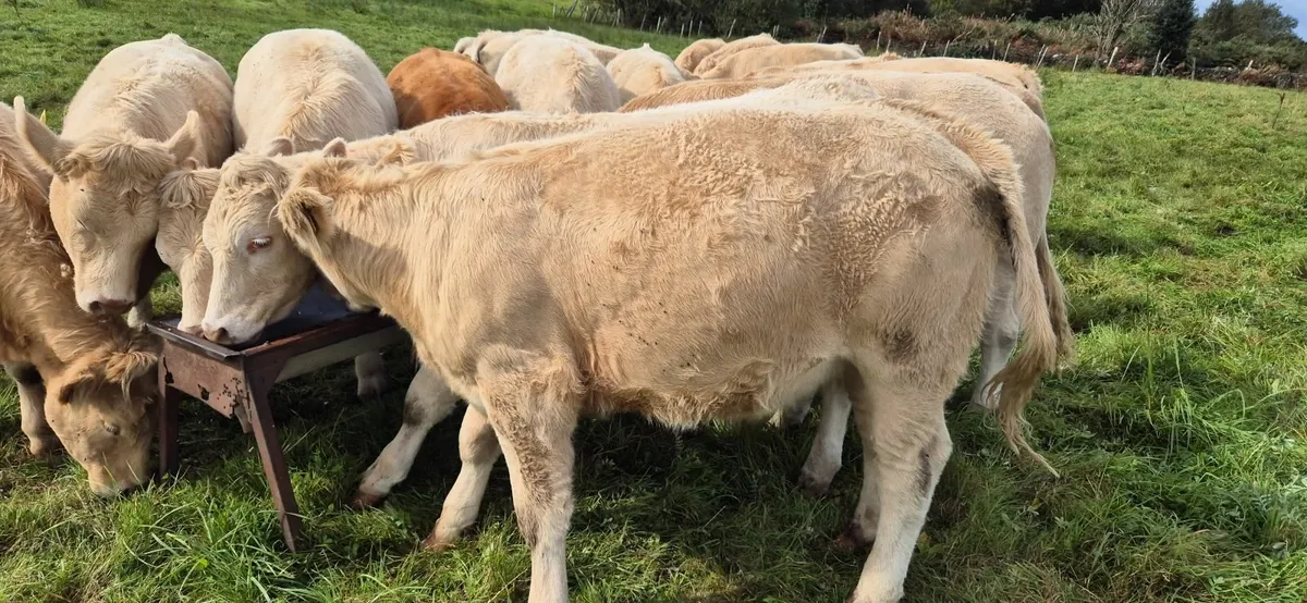 5 Star Heifers - Image 4