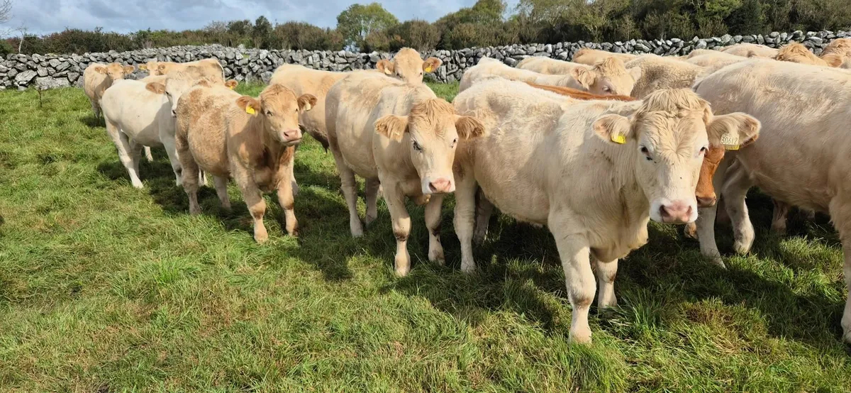 5 Star Heifers - Image 3