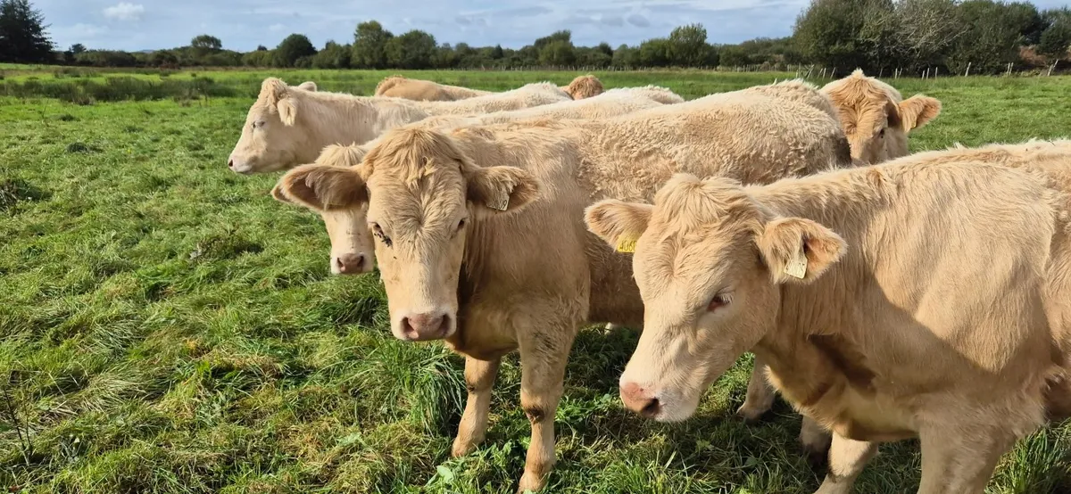 5 Star Heifers - Image 1