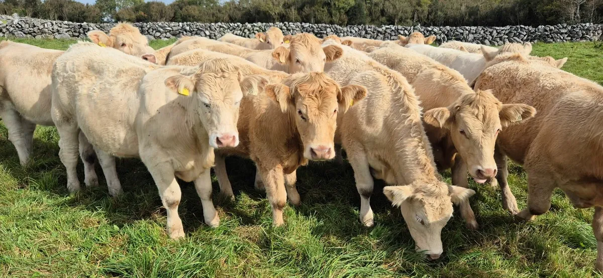 5 Star Heifers - Image 1
