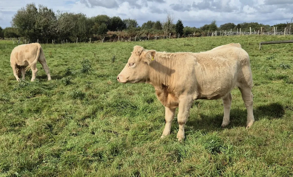 Heifers - Image 2