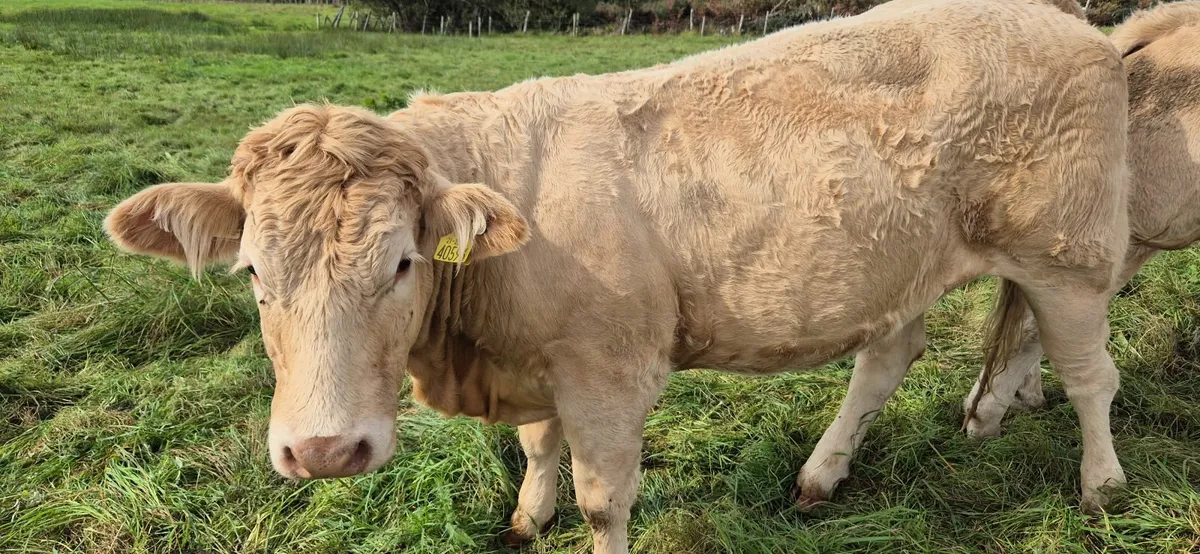 5 Star Heifers - Image 2