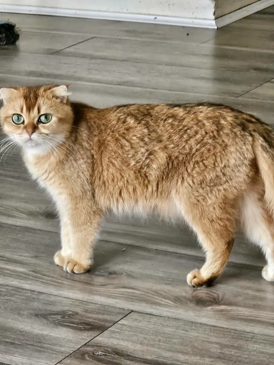 Scottish fold felmale